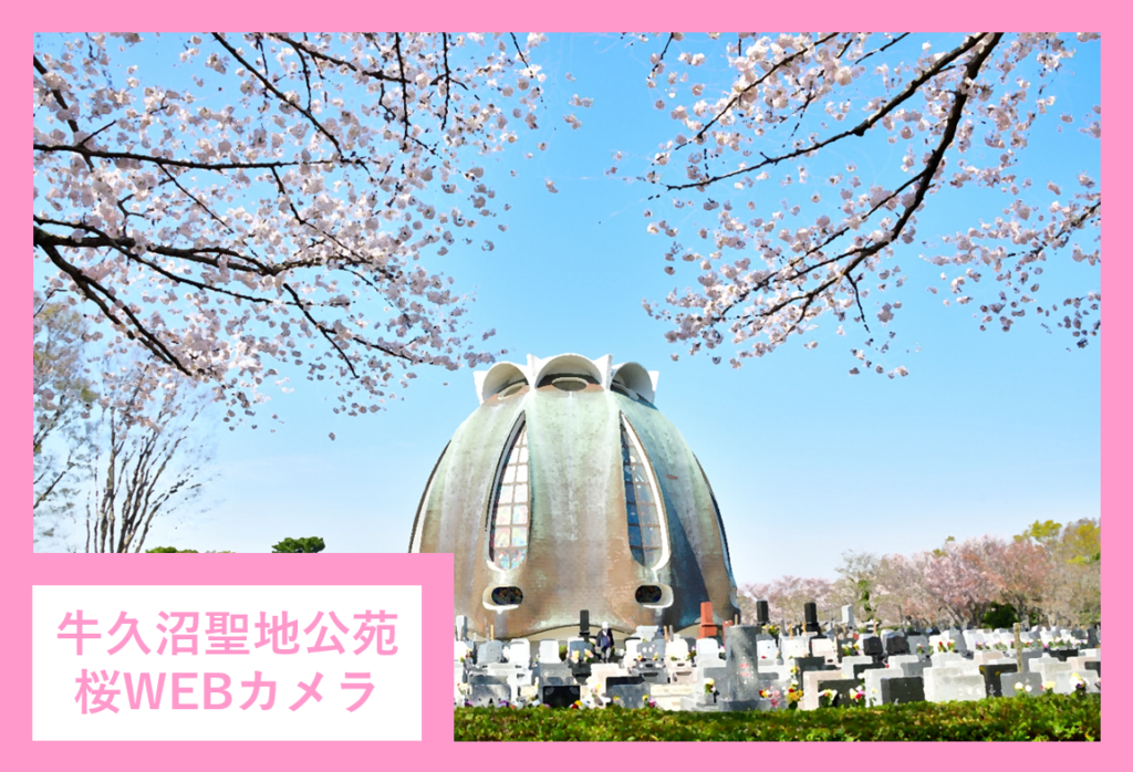 【期間限定】桜WEBカメラ 設置のお知らせ
